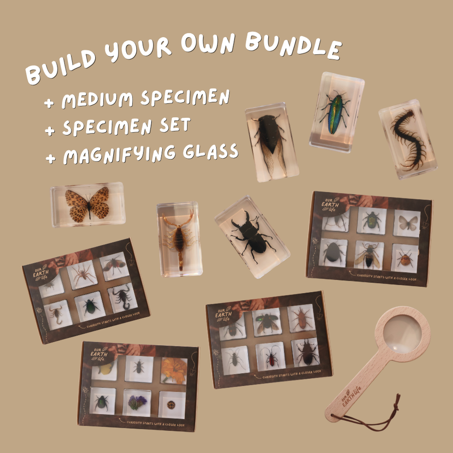 Bug Lovers Bundle
