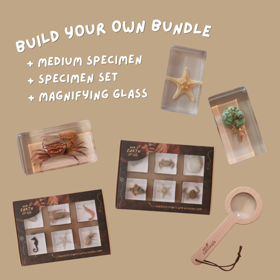 Ocean Lover Bundle
