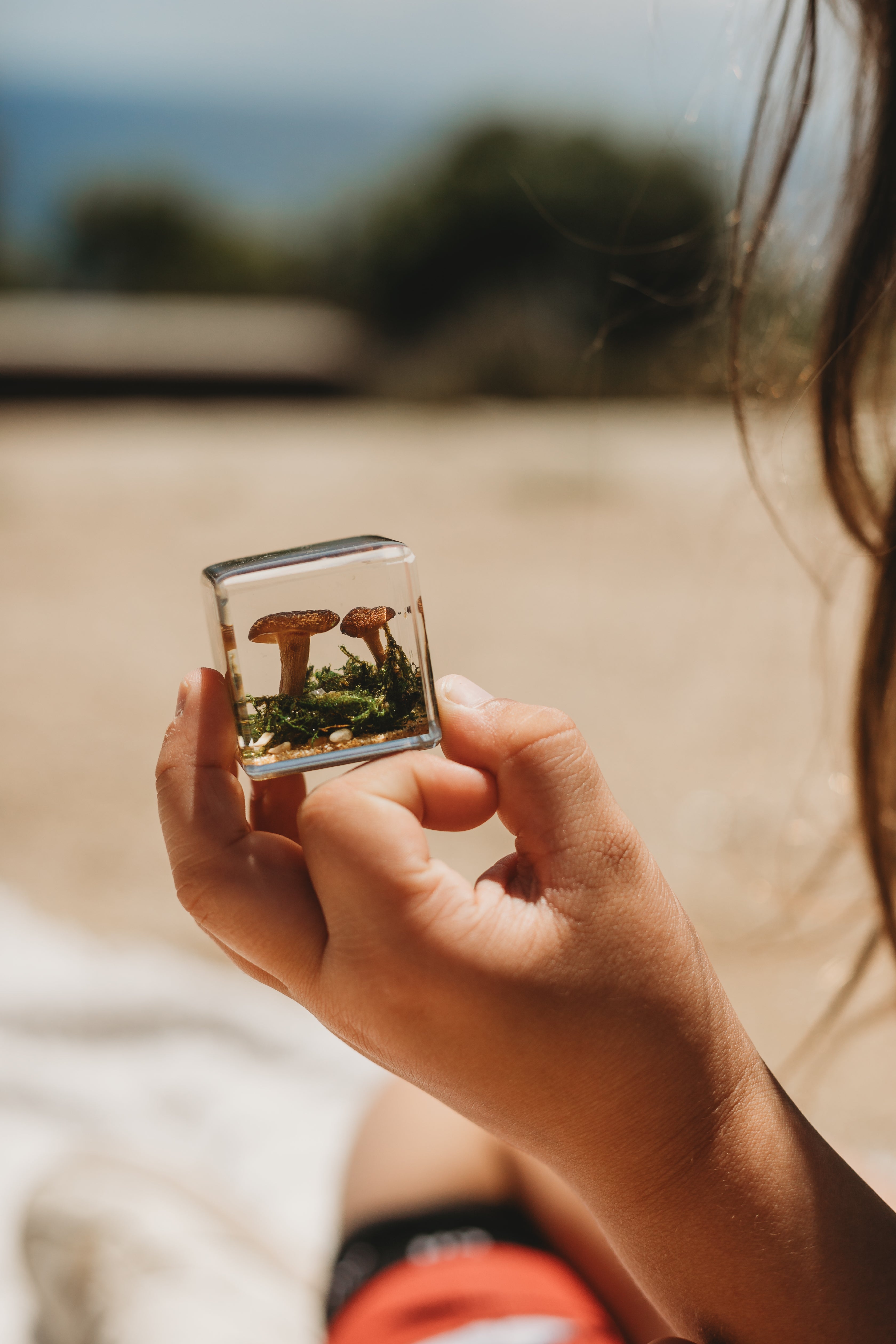 Mushroom and Moss Specimen Cube