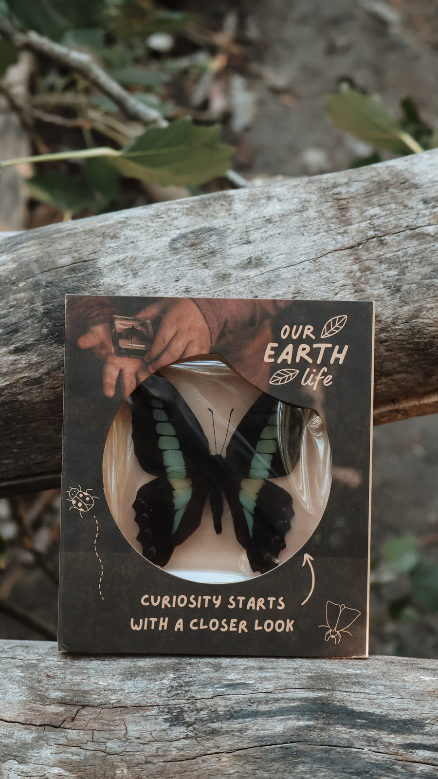 Bluebottle Butterfly Specimen