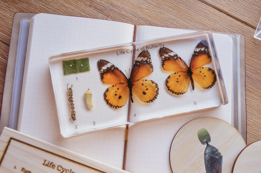 Butterfly Lifecycle Specimen Block