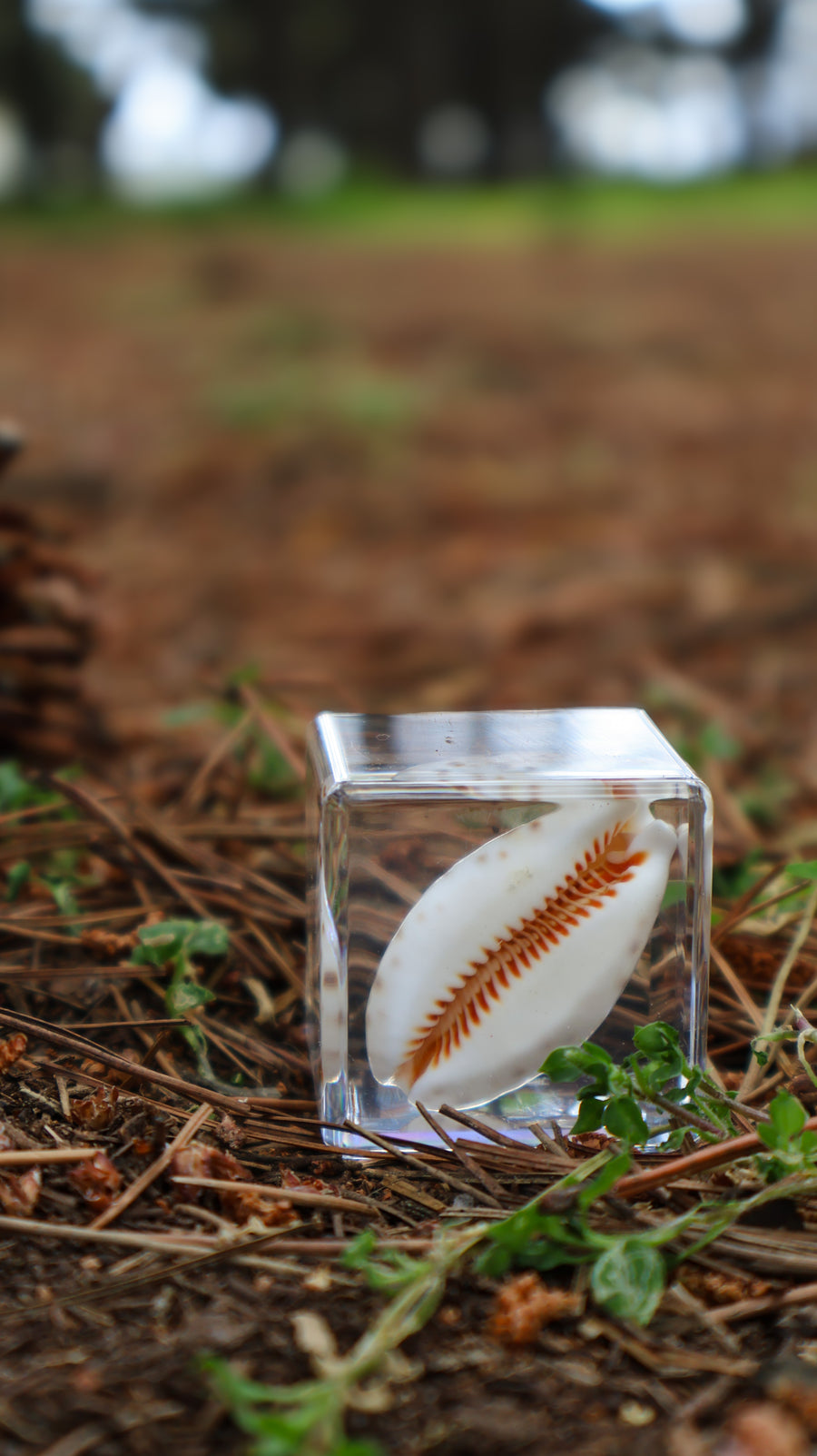 Cowrie Shell Specimen Cube
