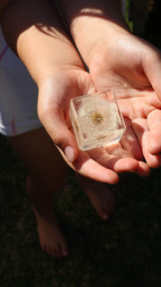 Dandelion Cube