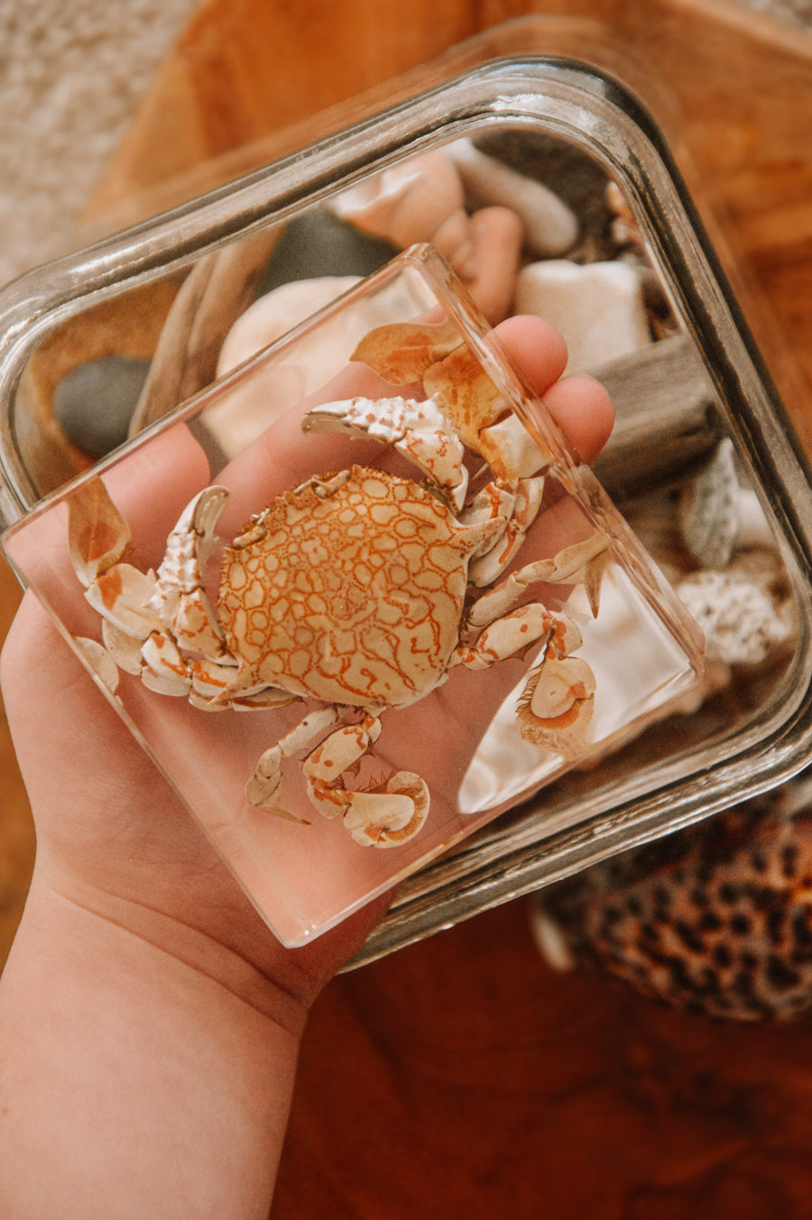 Flower Moon Crab Specimen