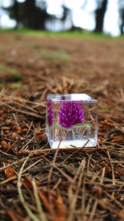 Globe Amaranth Specimen Cube