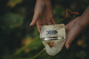 Stag Beetle Specimen