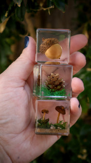 Trio of Forest Flora
