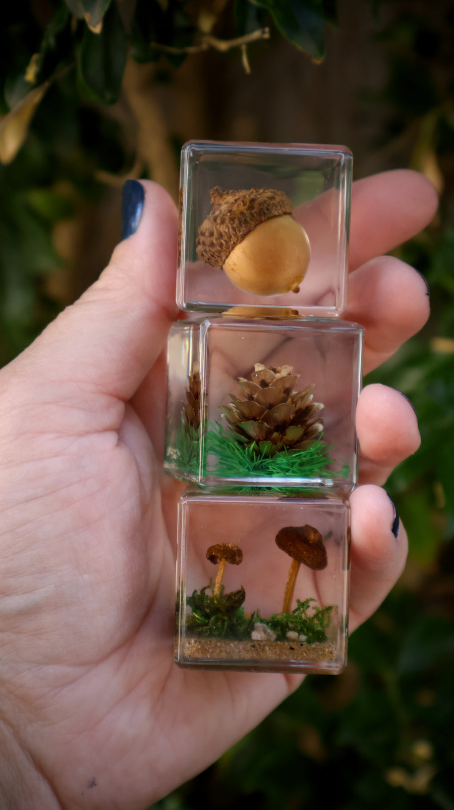 Trio of Forest Flora