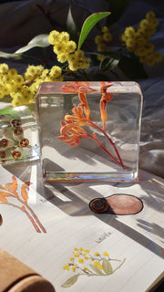 Australian Flora Specimen Bundle