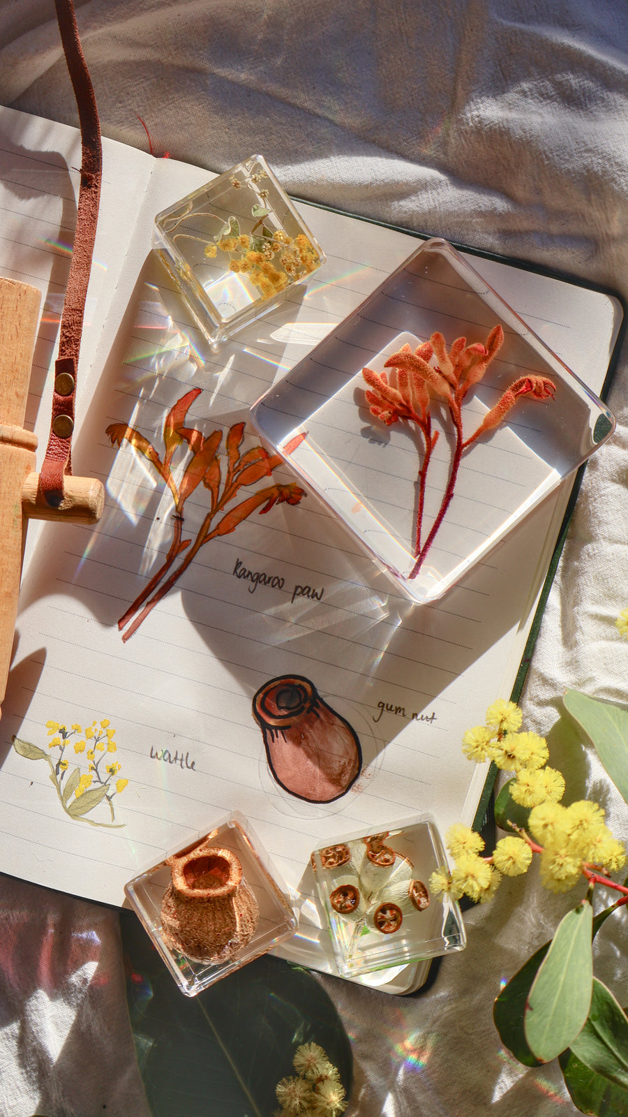 Australian Flora Specimen Bundle