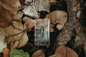 Jewel Beetle Specimen