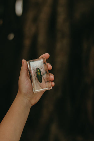 Jewel Beetle Specimen