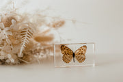 Leopard Butterfly Specimen