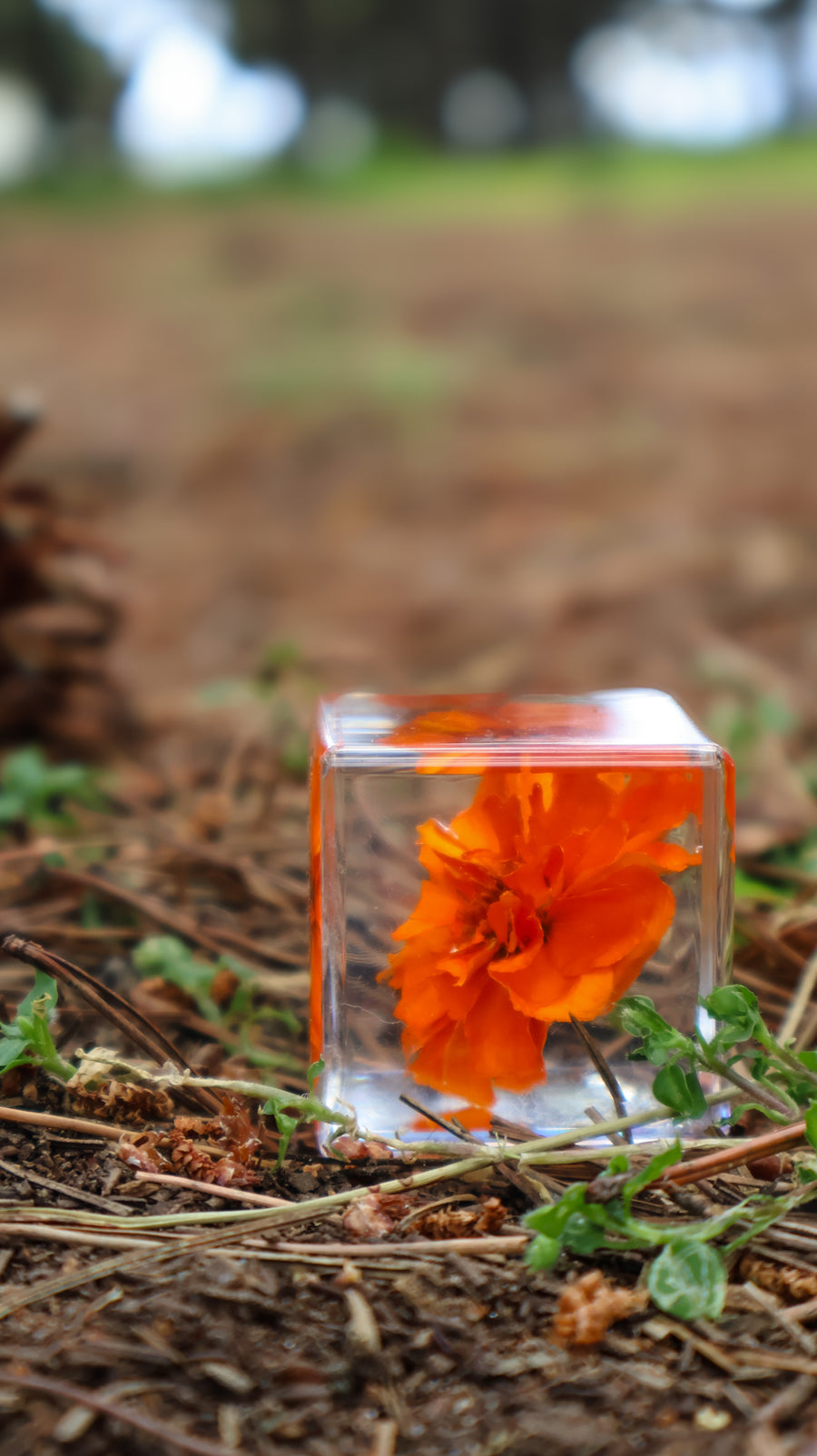 Marigold Flower Specimen Cube