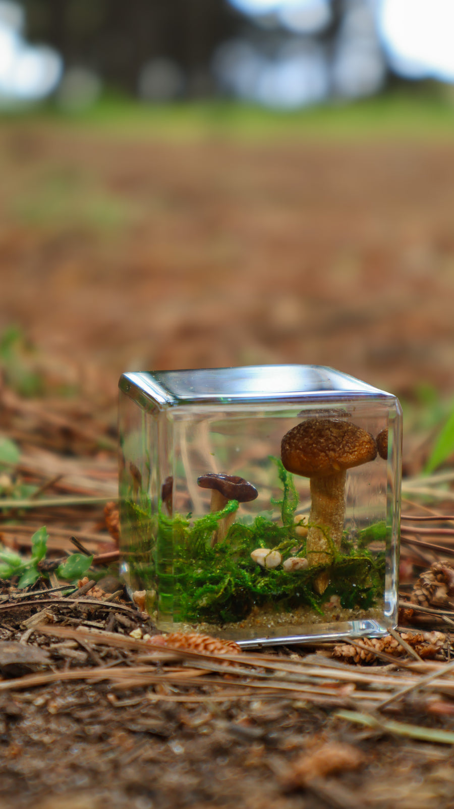 Mushroom and Moss Specimen Cube
