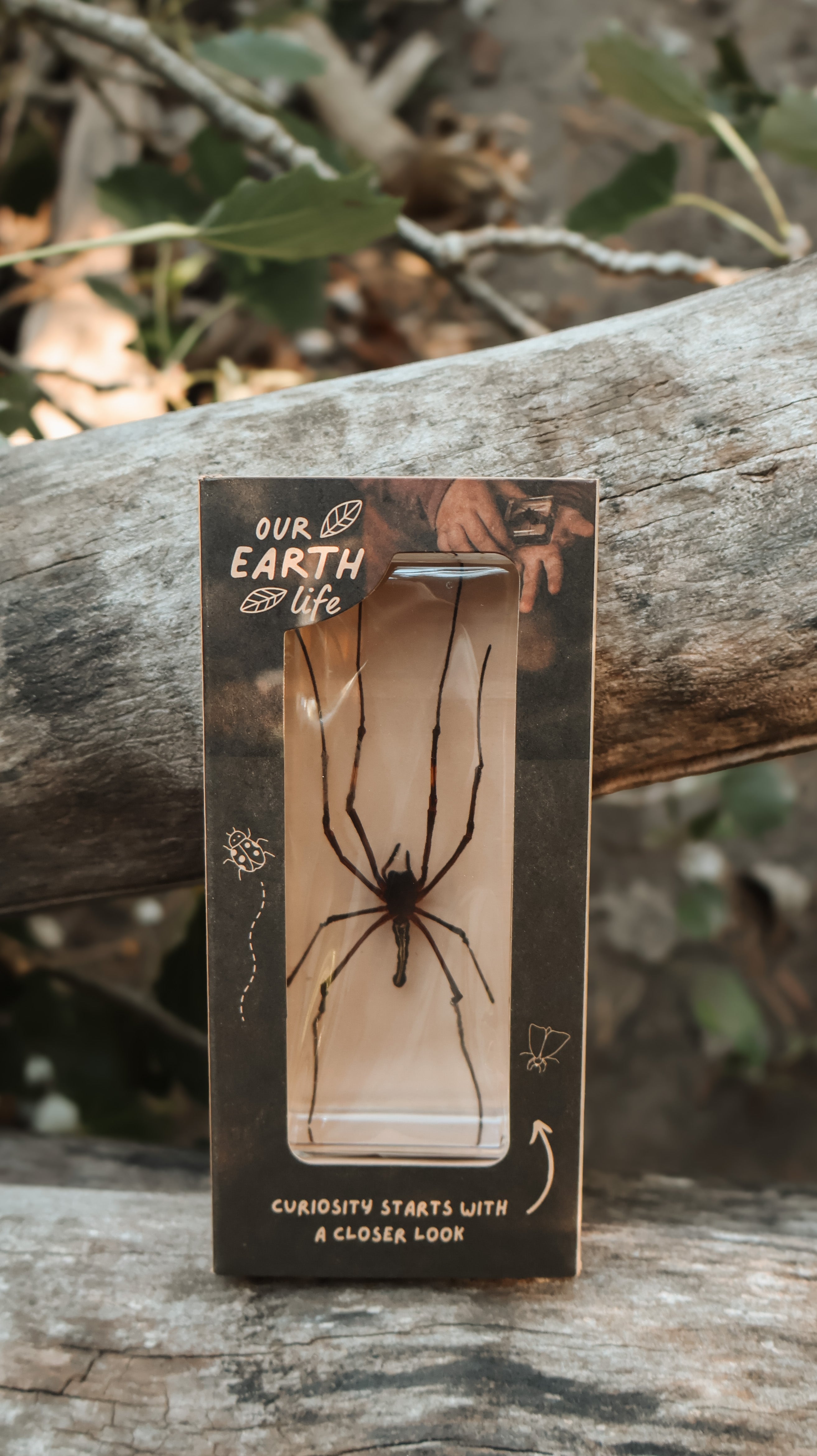 Golden Orb Spider
