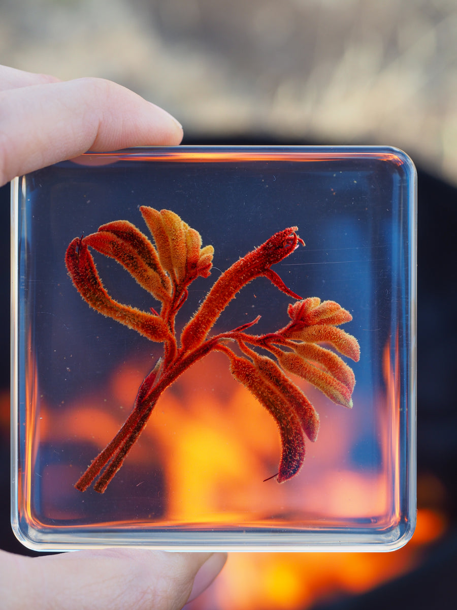 Kangaroo Paw Specimen