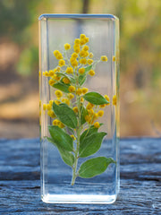 Wattle Specimen