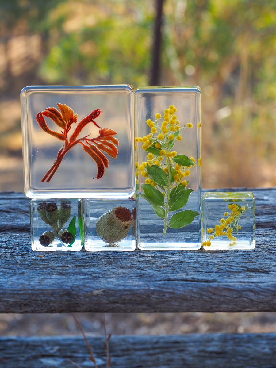 Australian Flora Specimen Bundle