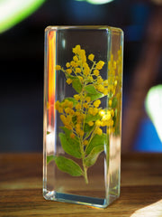 Wattle Specimen