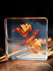 Kangaroo Paw Specimen