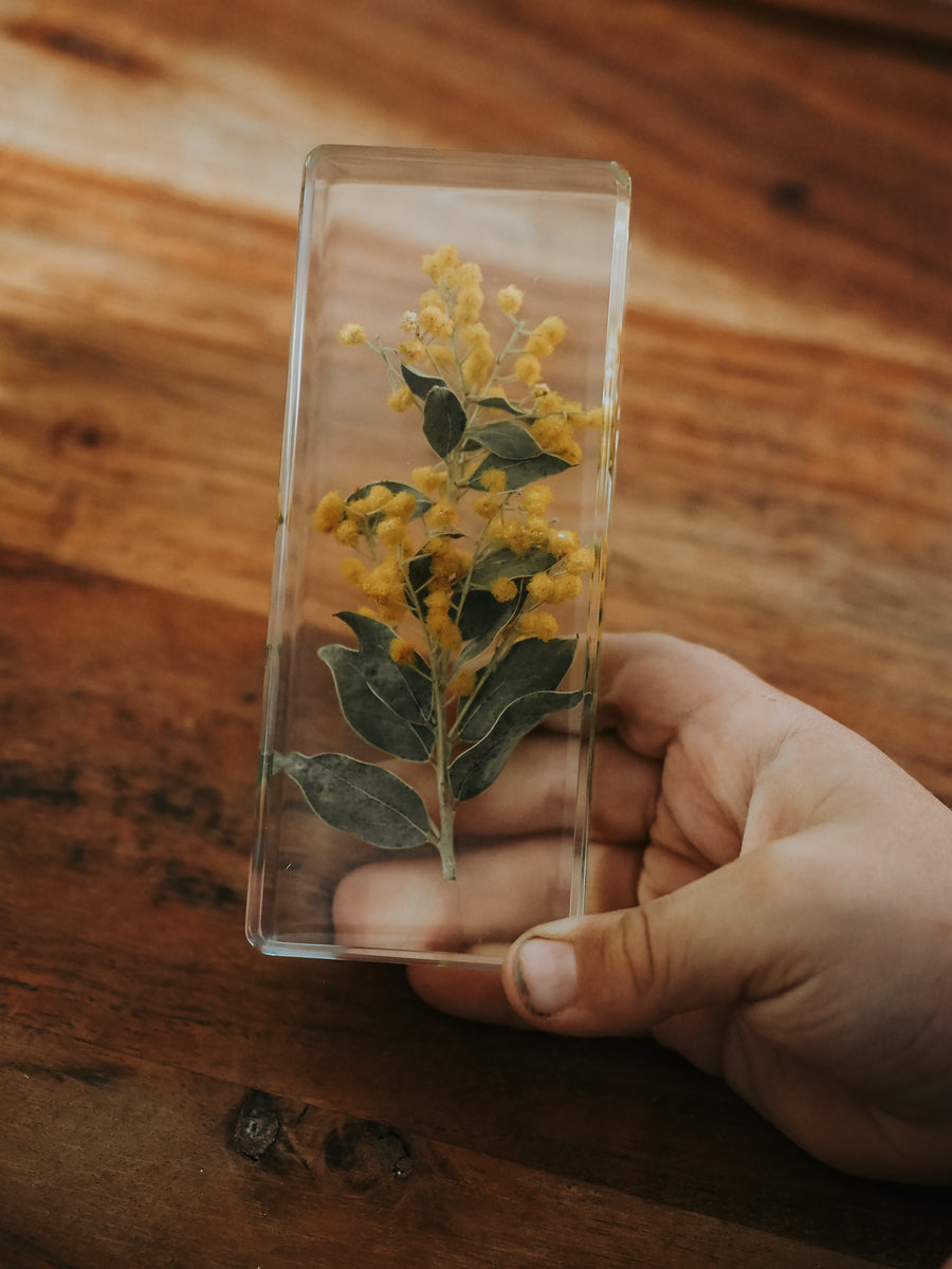Wattle Specimen