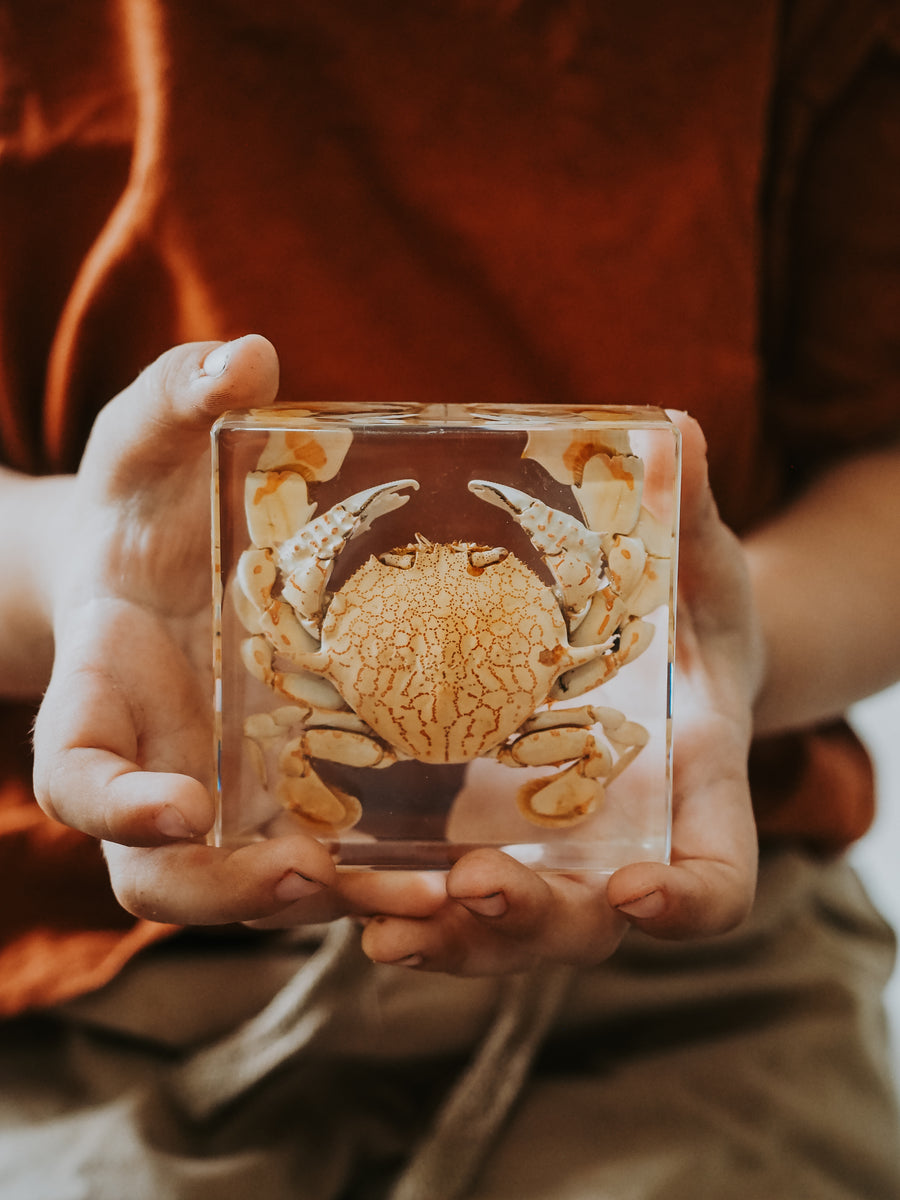 Flower Moon Crab Specimen