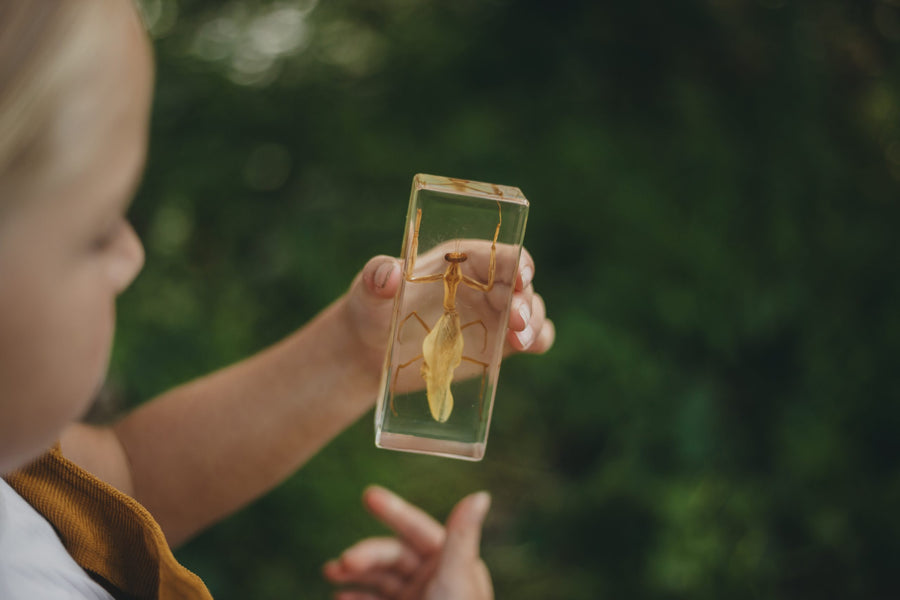 Praying Mantis Specimen