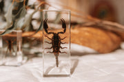 Black Scorpion Specimen