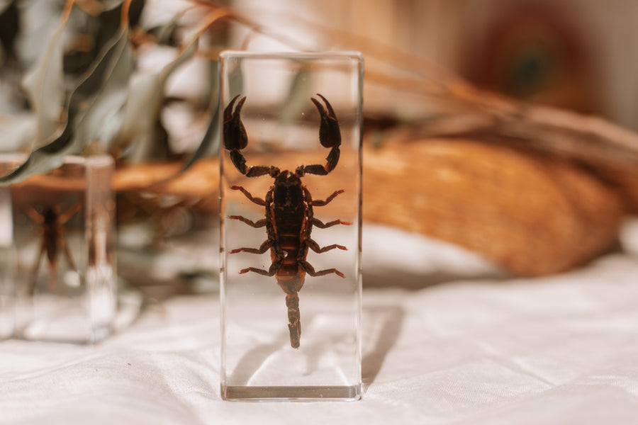 Black Scorpion Specimen