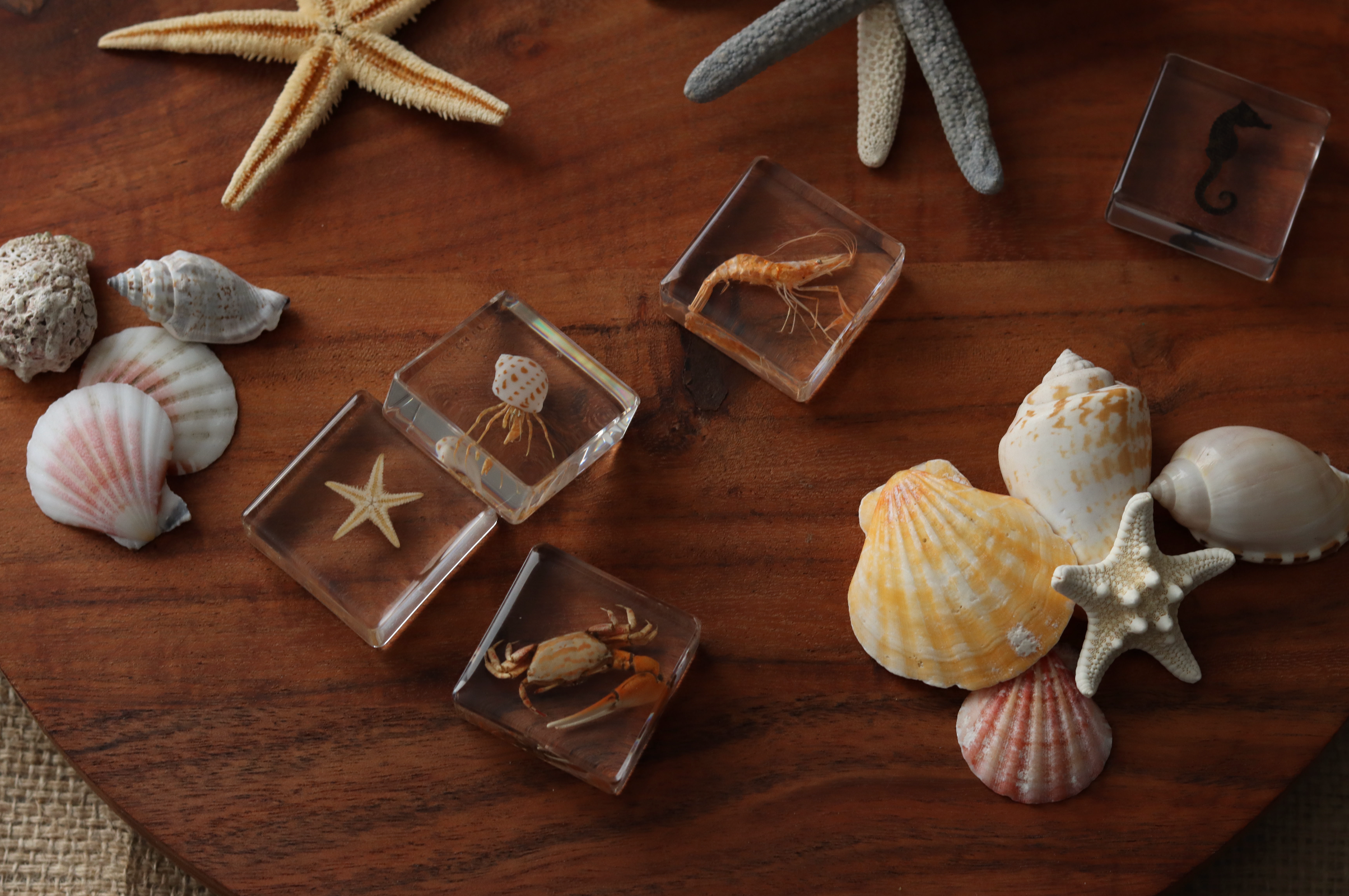 Ocean Explorer Specimen Set