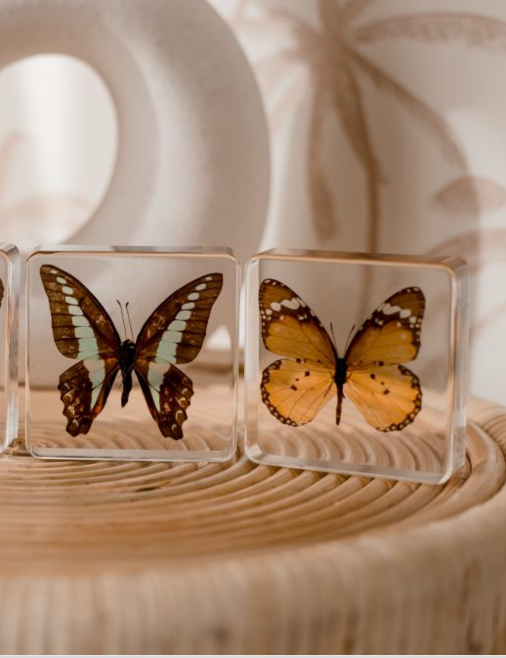 Butterfly Specimen Pair