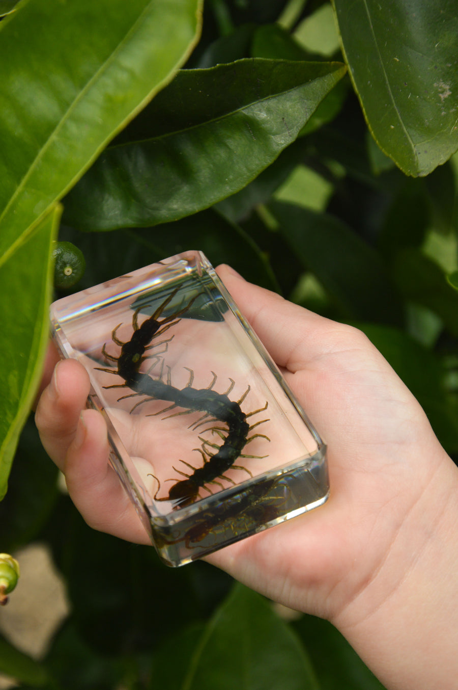 Centipede Specimen