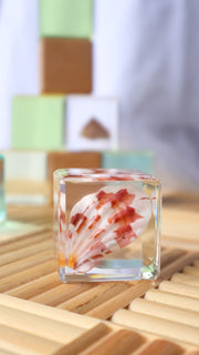 Scallop Shell Specimen Cube