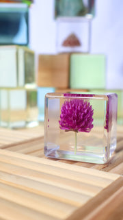 Globe Amaranth Specimen Cube