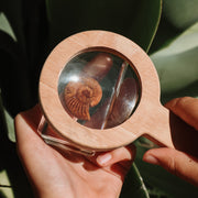 Ammonite Fossil Specimen