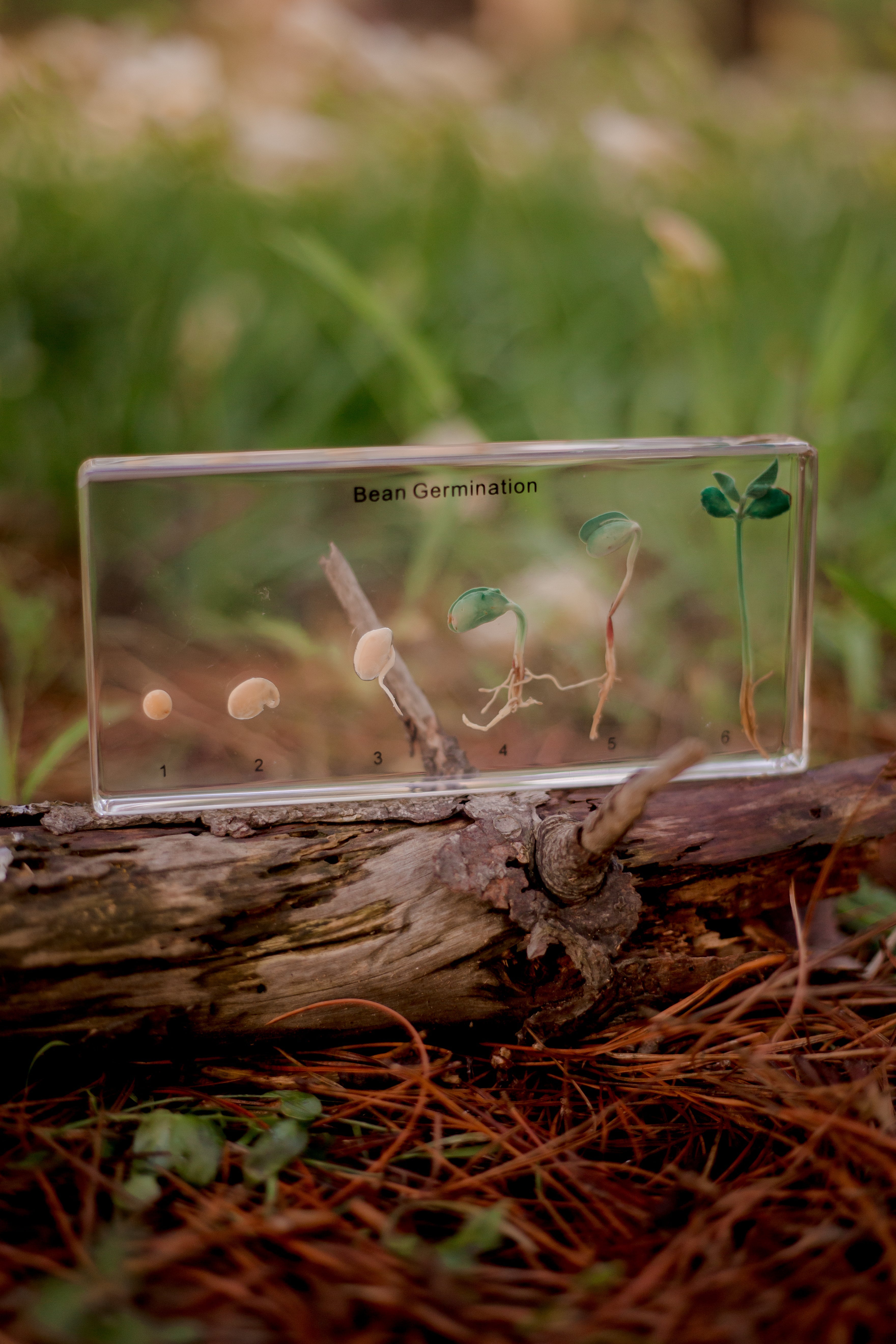 Bean Germination Specimen Block - Our Earth Life
