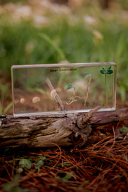 Bean Germination Specimen Block - Our Earth Life