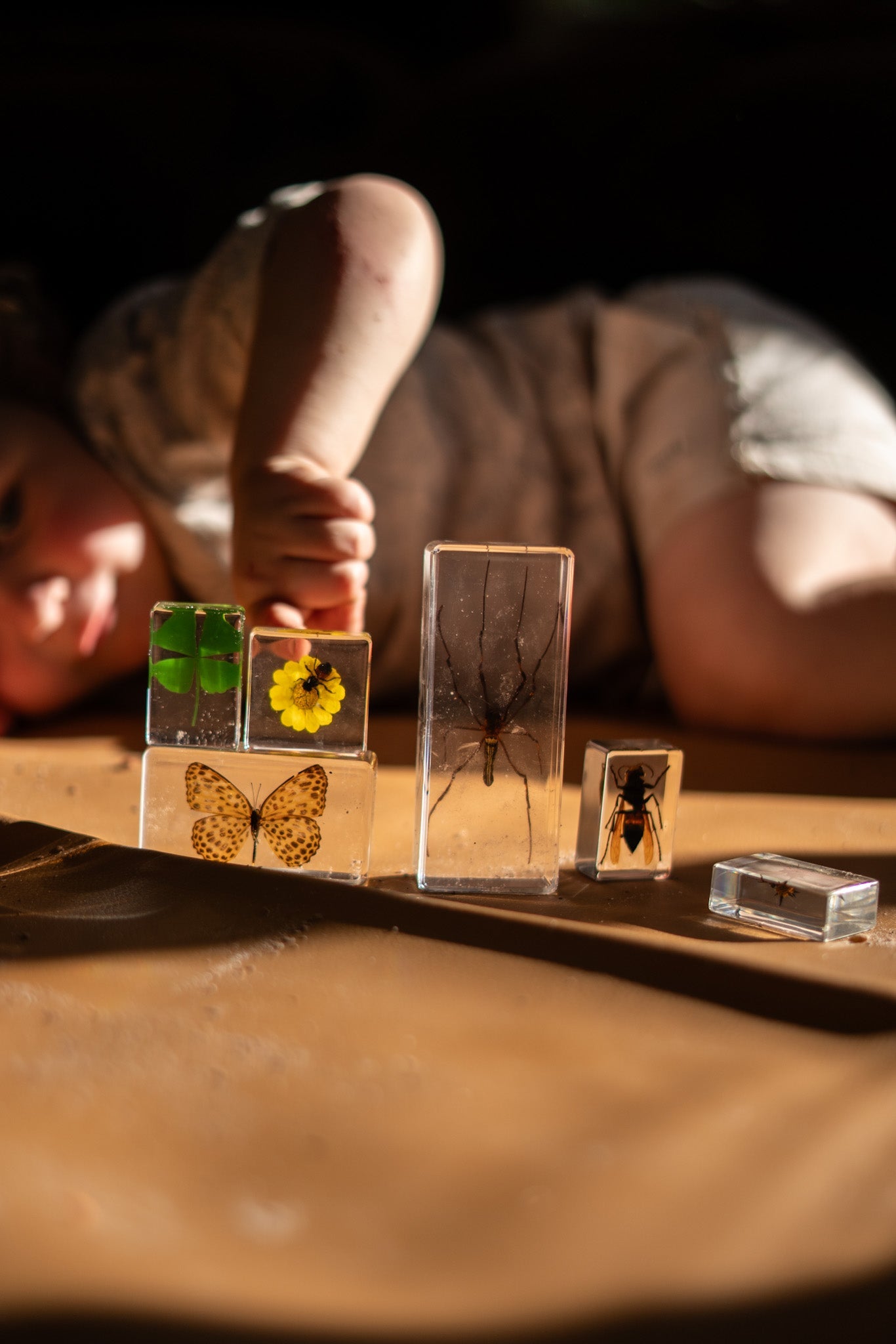 Bee and Flower Specimen - Our Earth Life