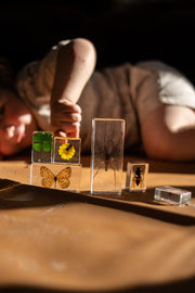 Bee and Flower Specimen - Our Earth Life