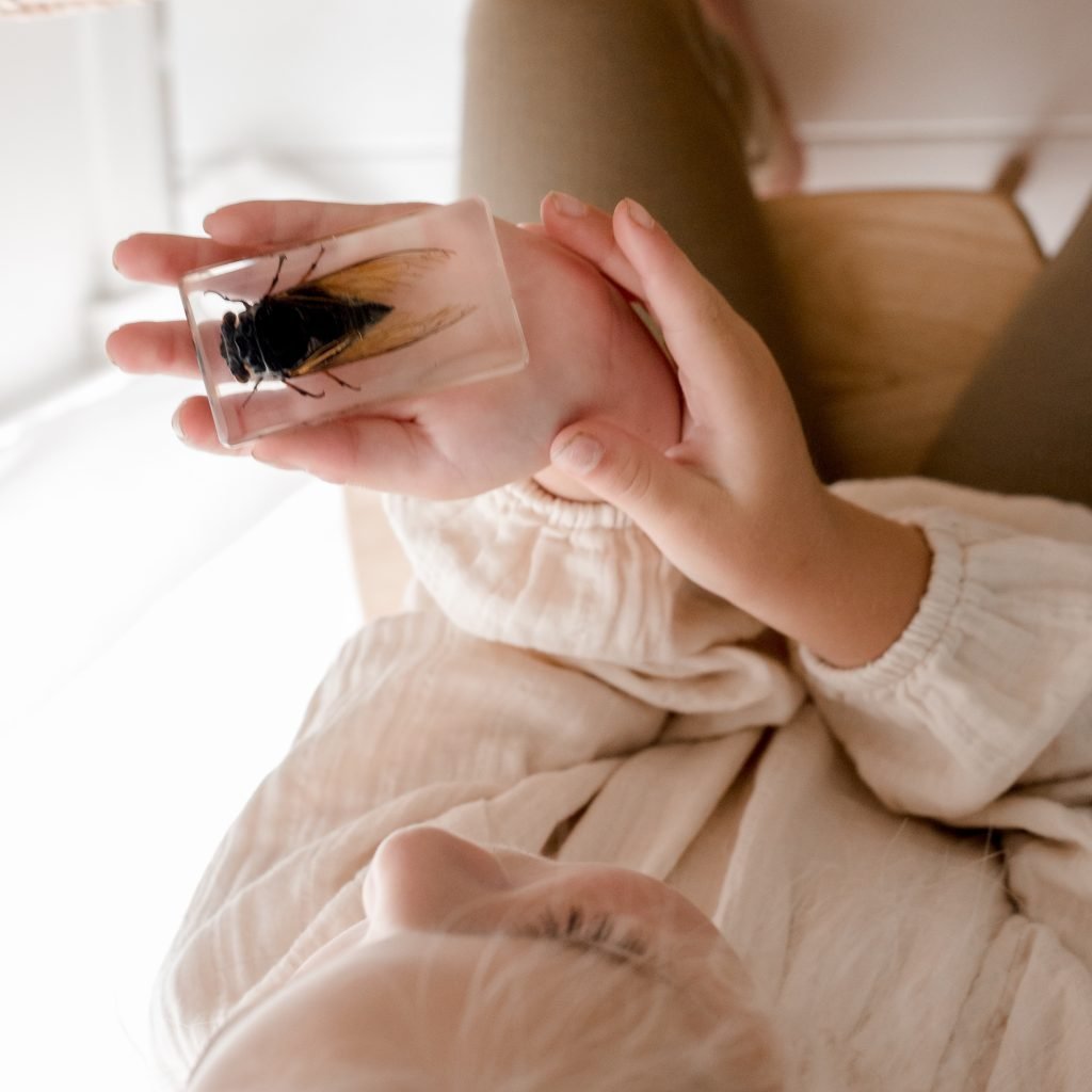 Black Cicada Specimen - Our Earth Life