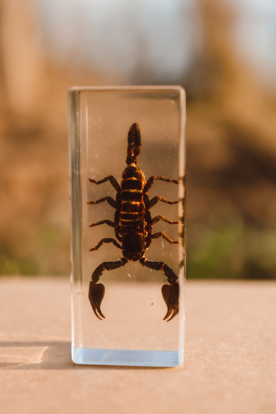 Black Scorpion Specimen - Our Earth Life