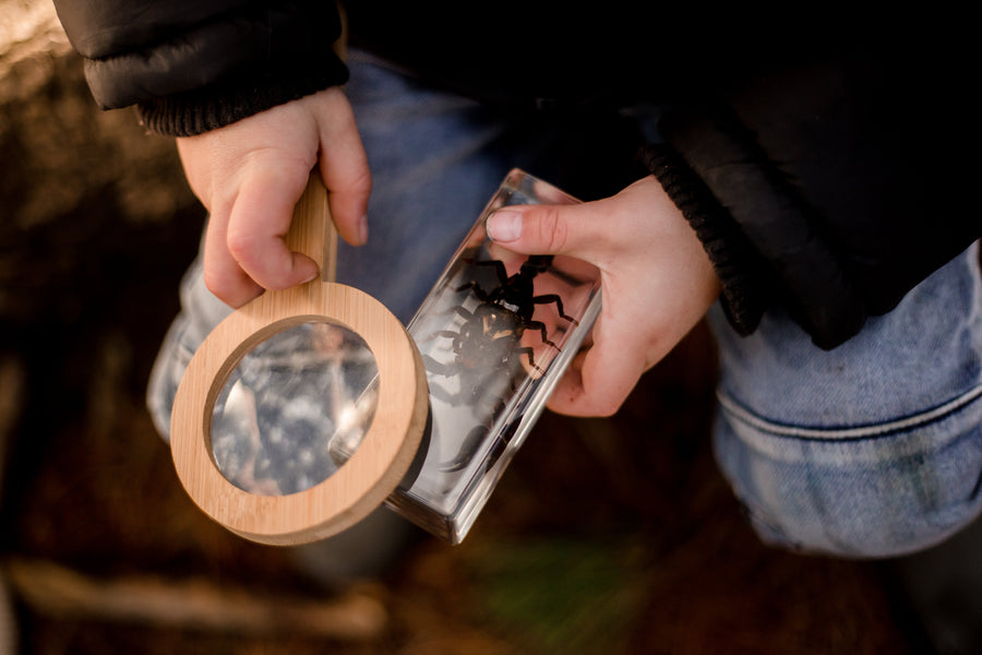 Black Scorpion Specimen - Our Earth Life