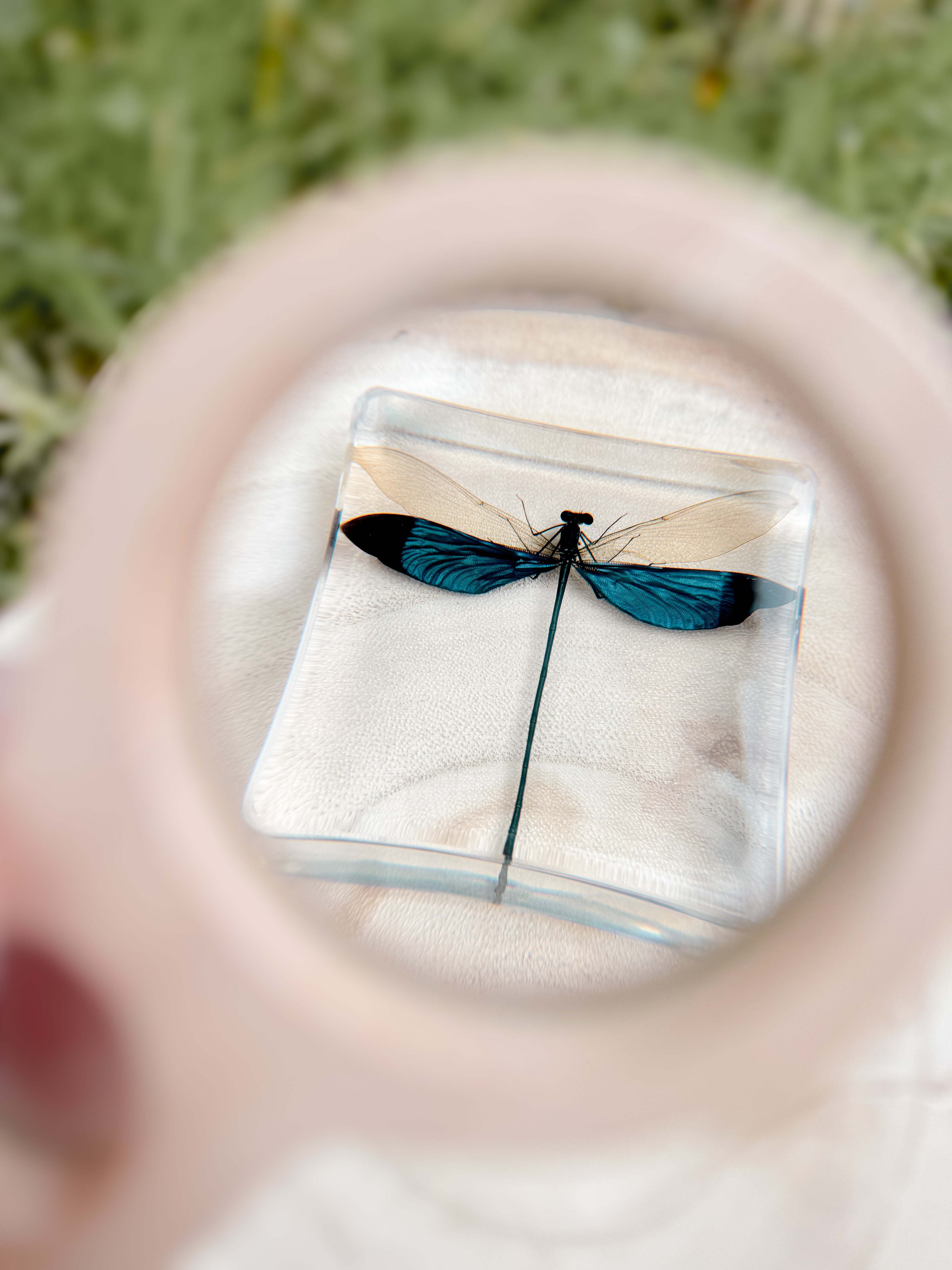 Blue Damselfly Specimen - Our Earth Life