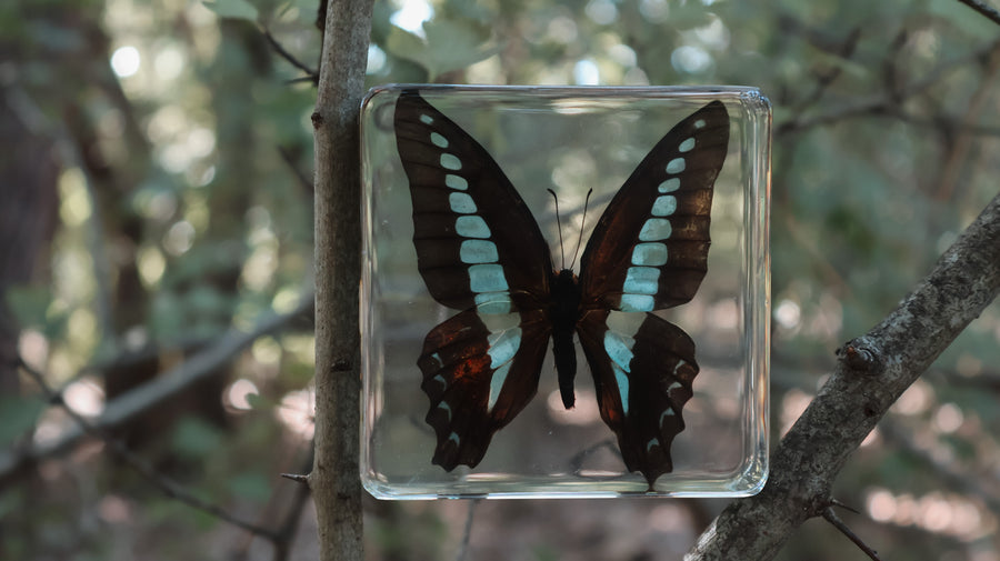 Bluebottle Butterfly Specimen
