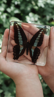 Bluebottle Butterfly Specimen - Our Earth Life