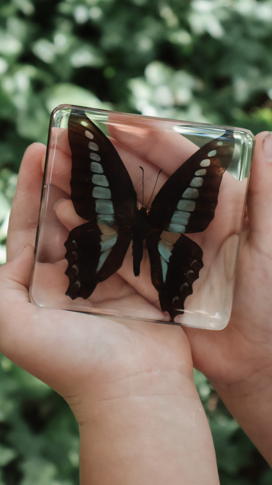 Bluebottle Butterfly Specimen - Our Earth Life