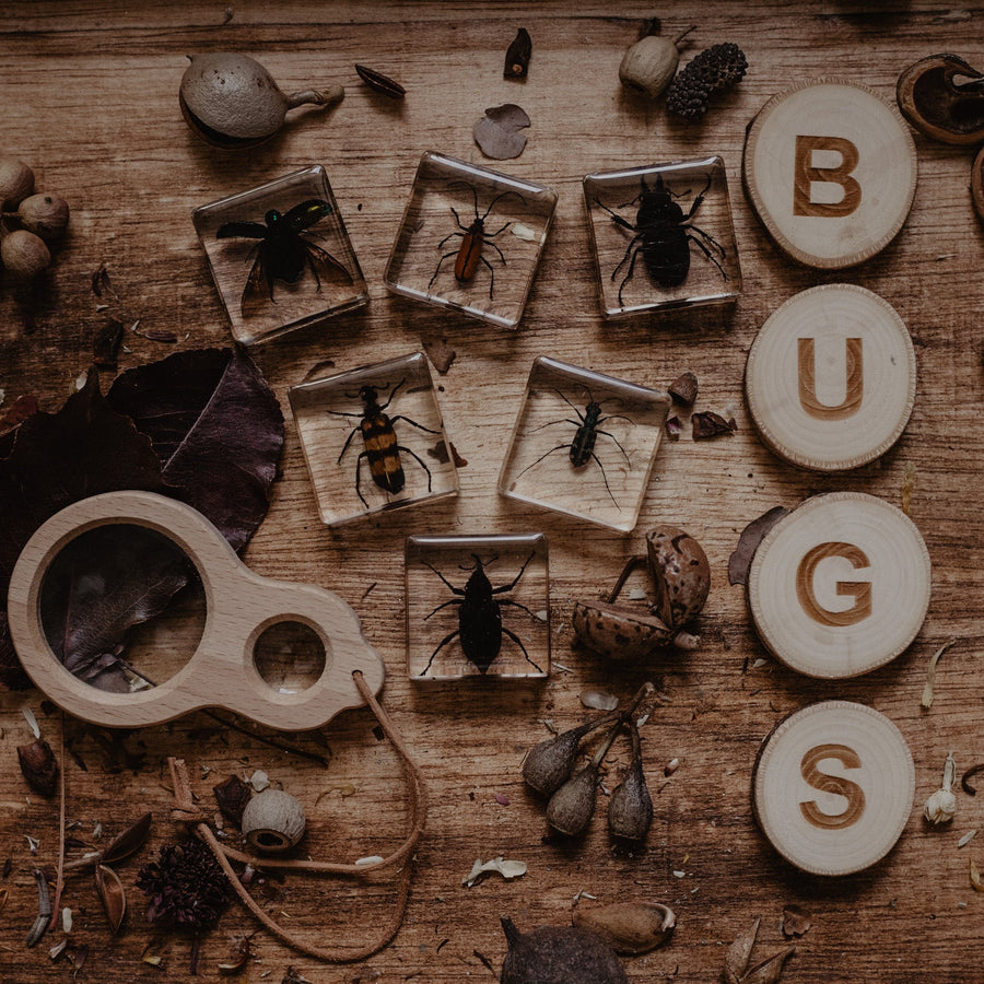Brilliant Bugs Specimen Set - Our Earth Life