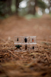 Brilliant Bugs Specimen Set - Our Earth Life