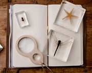 Dragonfly Specimen